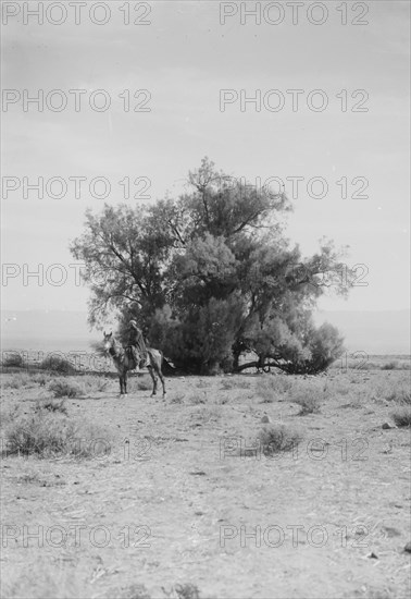 Man on a horse in the deseert on the road to Jericho ca. 1900