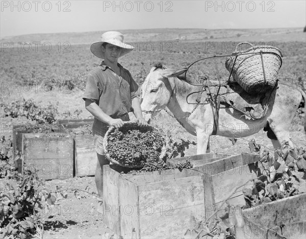 A boy picking grapes at Zikh'ron Ya'aqov, July 24, 1939