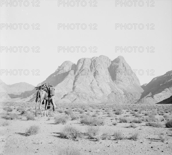 Camel without a rider in the foreground with a distant view of Ras Safsaf (biblical Mount Horeb) in Egypt ca. 1900