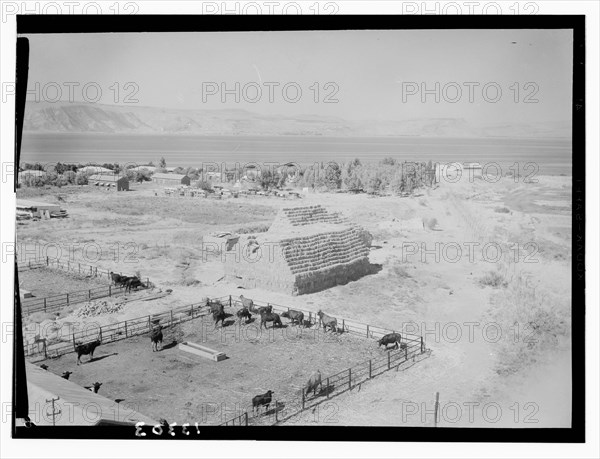 Ain Geb Israel from the watch tower looking towards Tiberias ca. 1945