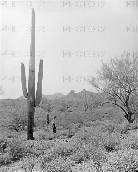 Man looking up at a large cactus - Saguaro Cactus (Carnegiea gigantea); Salt River Project, [Arizona] ca. between 1910 and 1925