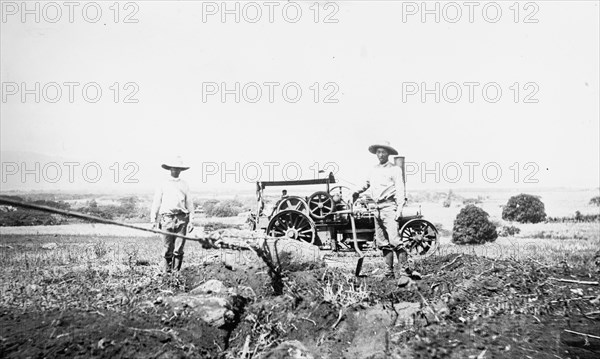 Workers in a field in the Hawaiian Islands ca. between 1910 and 1920