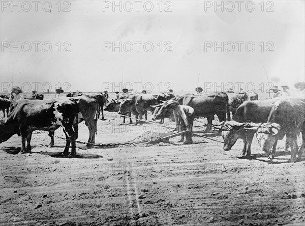 Workers leveling a cane field, Peru ca.  between 1910 and 1935