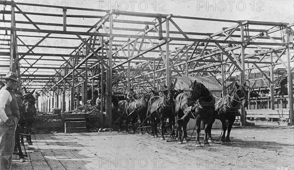 Food Administration sugar, receiving beets in factory shed, Oxnard, [California], factory ca.  between 1910 and 1920