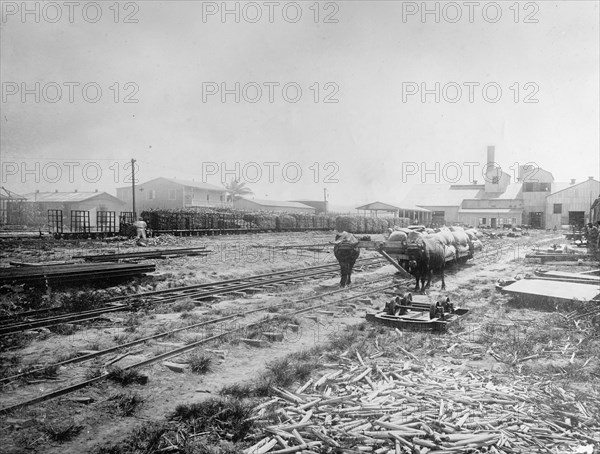 Puerto Rico, West Indies 2 Central Cambalache, oxen pulling a small railroad car ca.  between 1910 and 1935