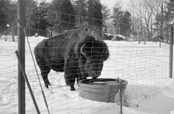 National Zoo Park, buffalo ca. between 1909 and 1923