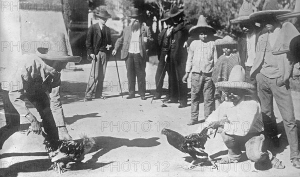 Men participating in a cock fight in Mexico ca. between 1909 and 1920