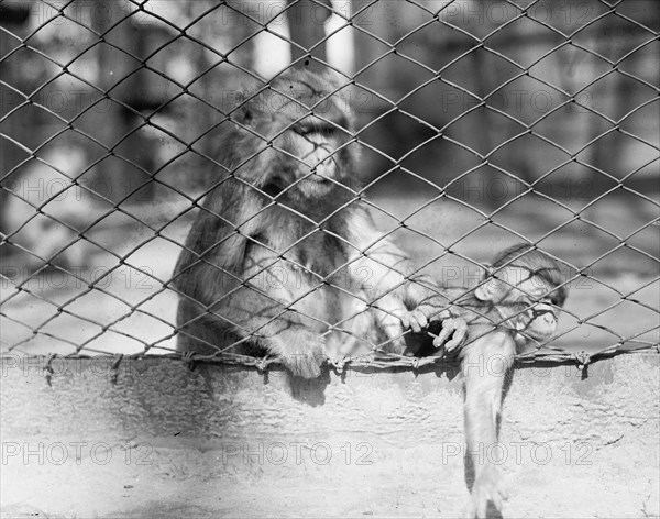 National Park Zoo, monkeys ca. between 1909 and 1923