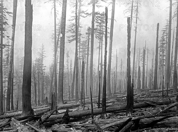 Oregon National Forest. Aftermath of a forest fire ca. between 1909 and 1920