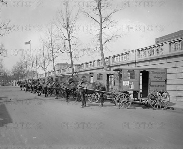 Horse drawn milk carts from the Thompson Dairy ca.  between 1918 and 1928