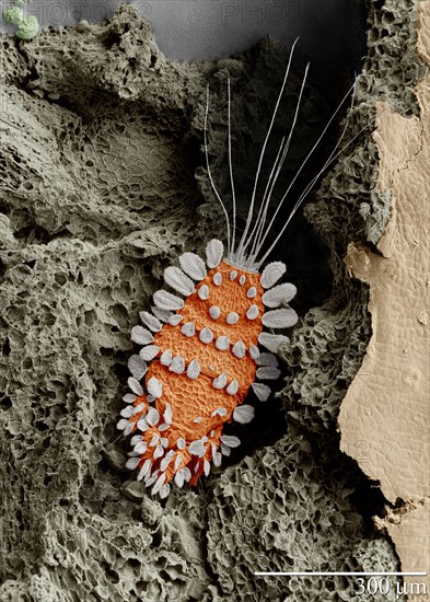 Tuckerella sp. The Peacock mite, a beautiful but important pest on citrus in the tropics, shown here on a tea stem. Magnified 260X (with a low-temp scanning electron microscope) ca. Taken on 22 March 2005