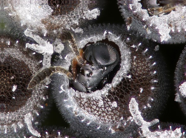 An adult parasitoid insect emerges from the egg of a stink bug