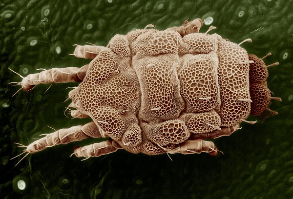 This is an overhead view of the Lorryia formosa mite. Magnified about 200x — Scanning electron microscopy allows mites to be viewed from different angles ca. 28 January 2008