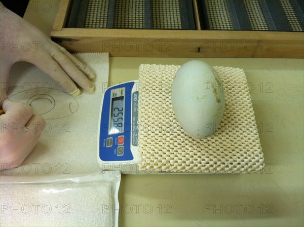 Worker taking a weight measurment of a California Condor egg ca. 27 February 2013