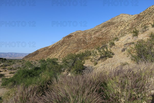 Casey's June beetle habitat - Palm Springs, CA ca. 13 April 2017