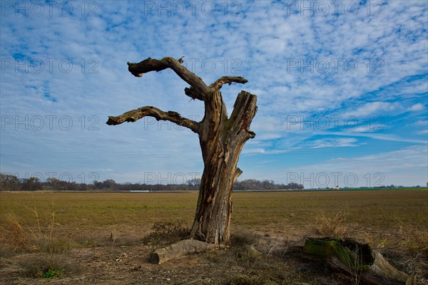 San Joaquin River National Wildlife Refuge ca. 11 January 2018