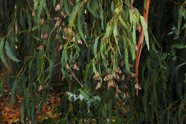 Monarchs roosting on the limbs of a eucalyptus tree at Camino Real Park