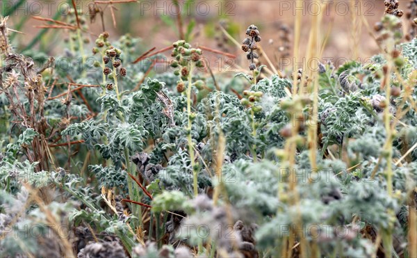 San Diego ambrosia (Ambrosia pumila) is a perennial herb that primarily inhabits grasslands and drainages in a small segment of San Diego County. It is listed as endangered under the Endangered Species Act  ca. 24 May 2017