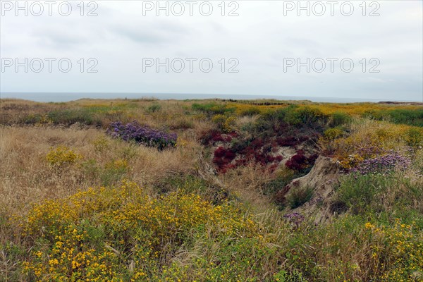 Vernal pool restoration site at Camp Pendleton ca. 7 June 2017