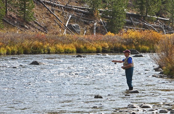 Fly Fisherman on Gardner River in Yellowstone National Park; Date:  28 September 2012