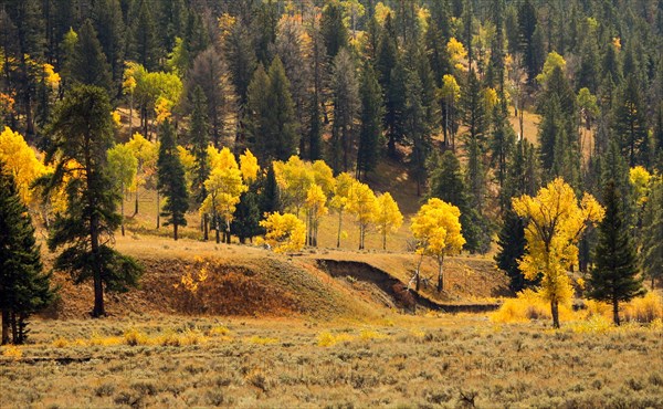 Cottonwood and aspen tree fall color near Soda Butte Creek in Yellowstone National Park; Date: 23 September 2007