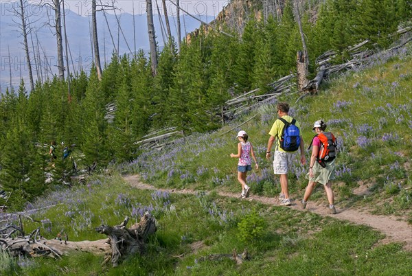 A man, woman and a girl are walking on a hiking trail towards a young forest with purple flowers near trail. Hikers on Bunsen Peak Trail in Yellowstone National Park; Date: 1 August 2008