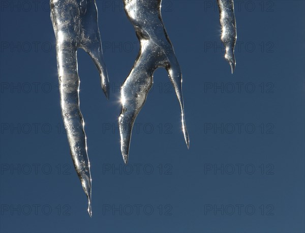 Icicles on a bright day in Mammoth Hot Springs in Yellowstone National Park;  Date: 19 December 2012