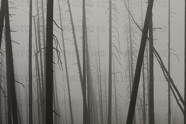 Looking through dead tree trunks at only fog. Foggy night on Mt. Washburn in Yellowstone National Park; Date:  4 August 2014