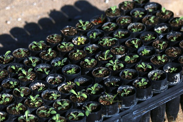 These tiny coastal dunes plants were grown at the Return of the Natives Greenhouse before being transported to Monterey State Beach for planting by the Santa Rita Elementary School students  ca. 1 April 2014