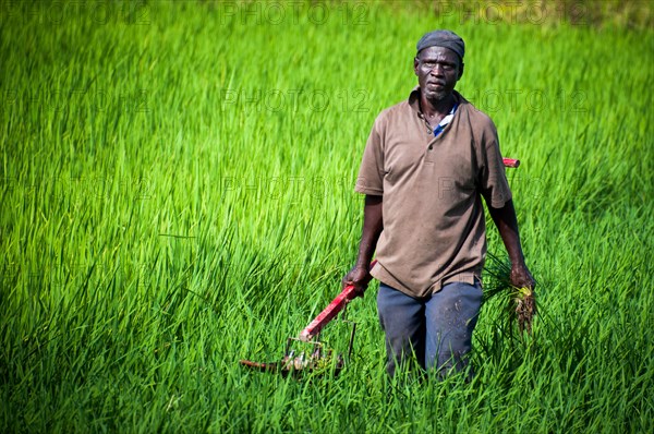 A smallholder farmer in northern Ghana walks through a field ca. 27 October 2015