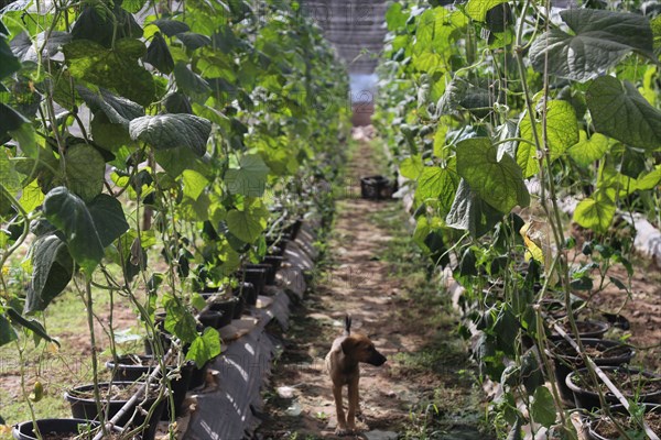 Growing food for Mali in Mali - Sidibé Agro-techniques is a Malian business paving the way for local greenhouse production of food crops, including tomatoes, cucumbers, papayas, melons, and peppers. ca. 12 April 2018