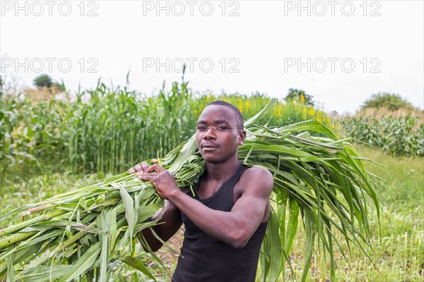 Working in agriculture, farmer in Zimbabwe ca. 21 March 2016