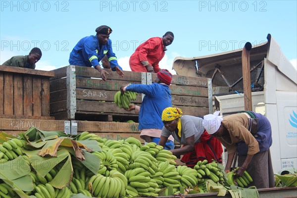 Banana farmers load their harvested crop onto trucks that will transport them to Harare Zimbabwe for distribution to supermarkets across the country ca. 16 January 2015