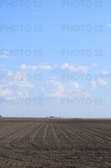 Recently planted farmland in east central Illinois