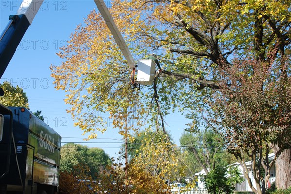 Workers trimming a large tree in a residential section of Irving, TX