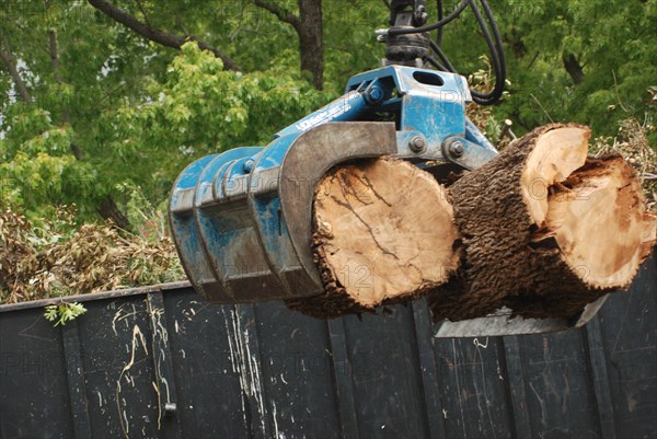 A grapple truck loading large brush and remains of a cut tree into a truck