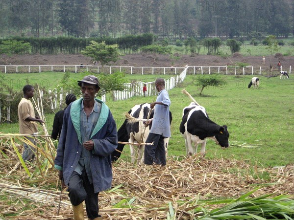 Rwanda Dairy Farmers and Holstein Cows in a field