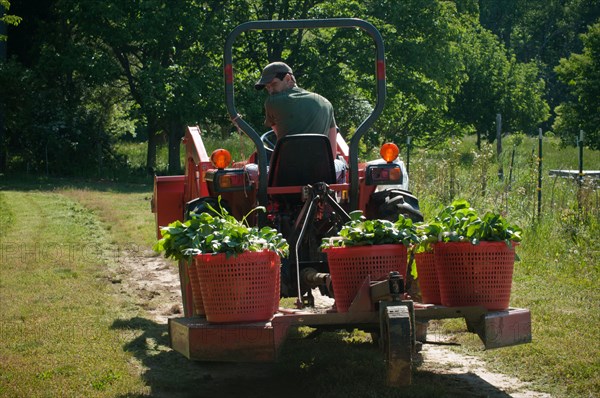 2011 USDA Visit to Amy's Organic Garden in Charles City