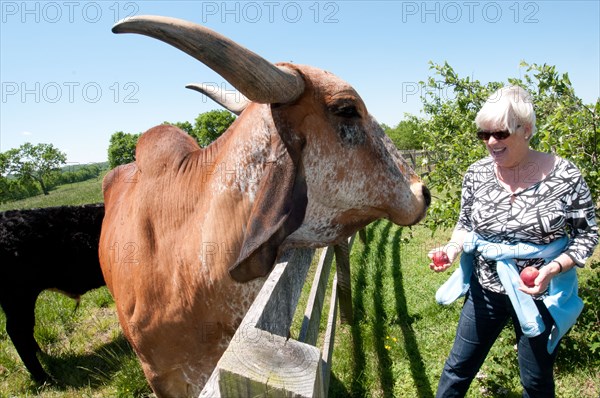 A woman farm owner poses for a photo with her pet Brahma cow