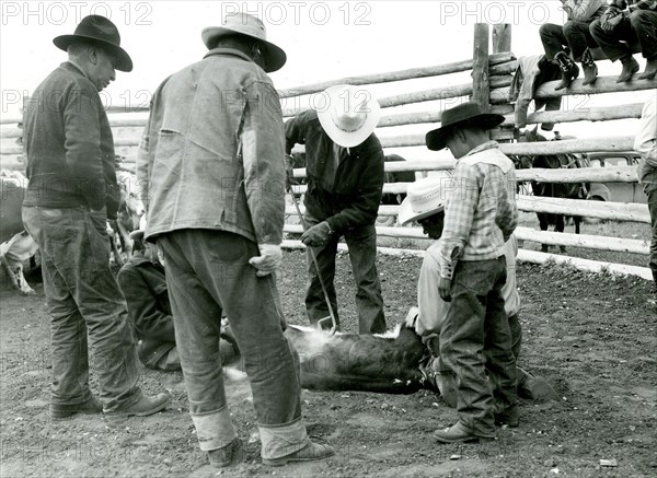 Boy Looks on as Men Brand Cattle late 1930s early 1940s