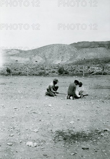 Boys Branding Young Cattle ca 1936