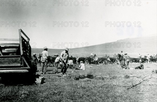 Cattle Branding 1936