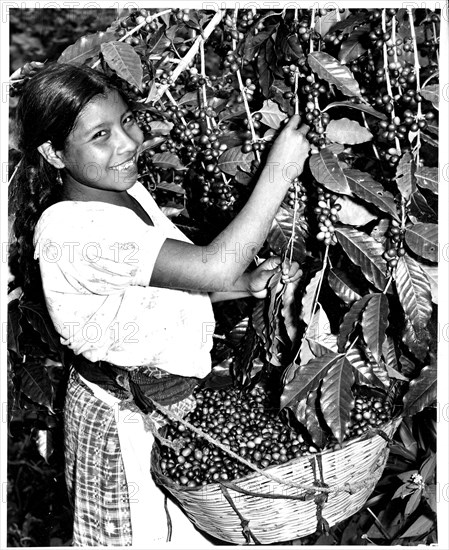 Coffee harvest