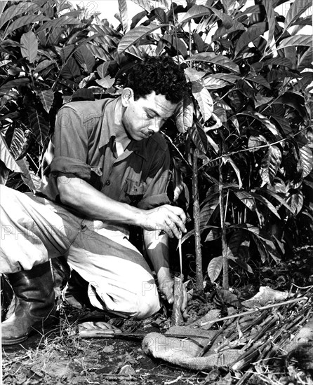 Coffee Trees being Grafted