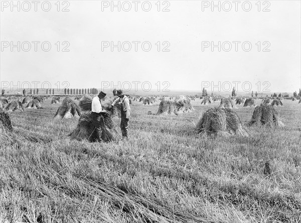 County agent examining bundles of stacked Federation wheat