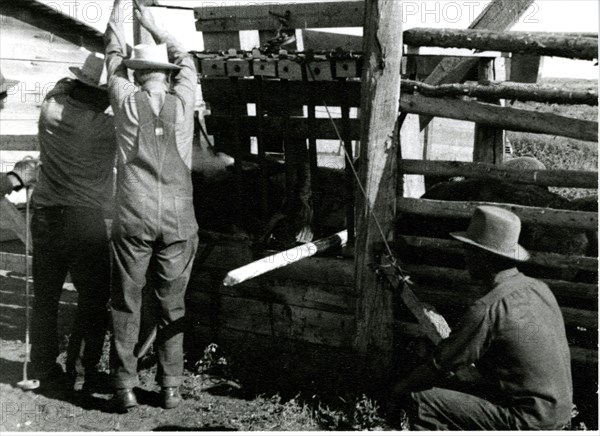 Cowboys Branding Cattle 1936