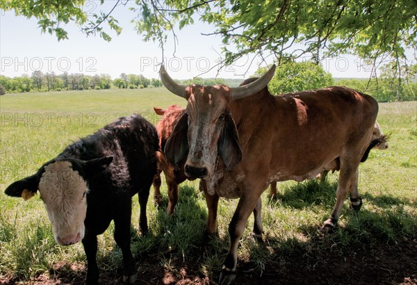 Cows enjoying the shade at Brookview Farm