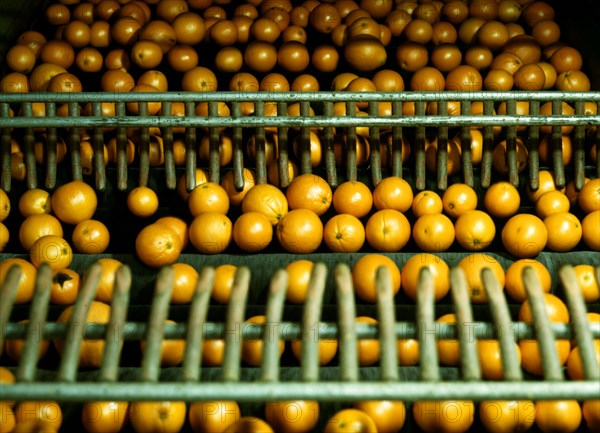 Drying oranges at a co