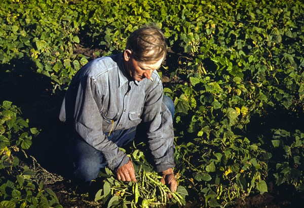 Farmer turning up his beans