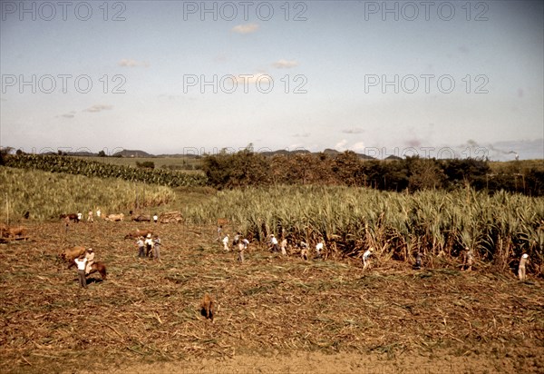 Farmers and laborers harvesting sugar cane cooperatively on a farm